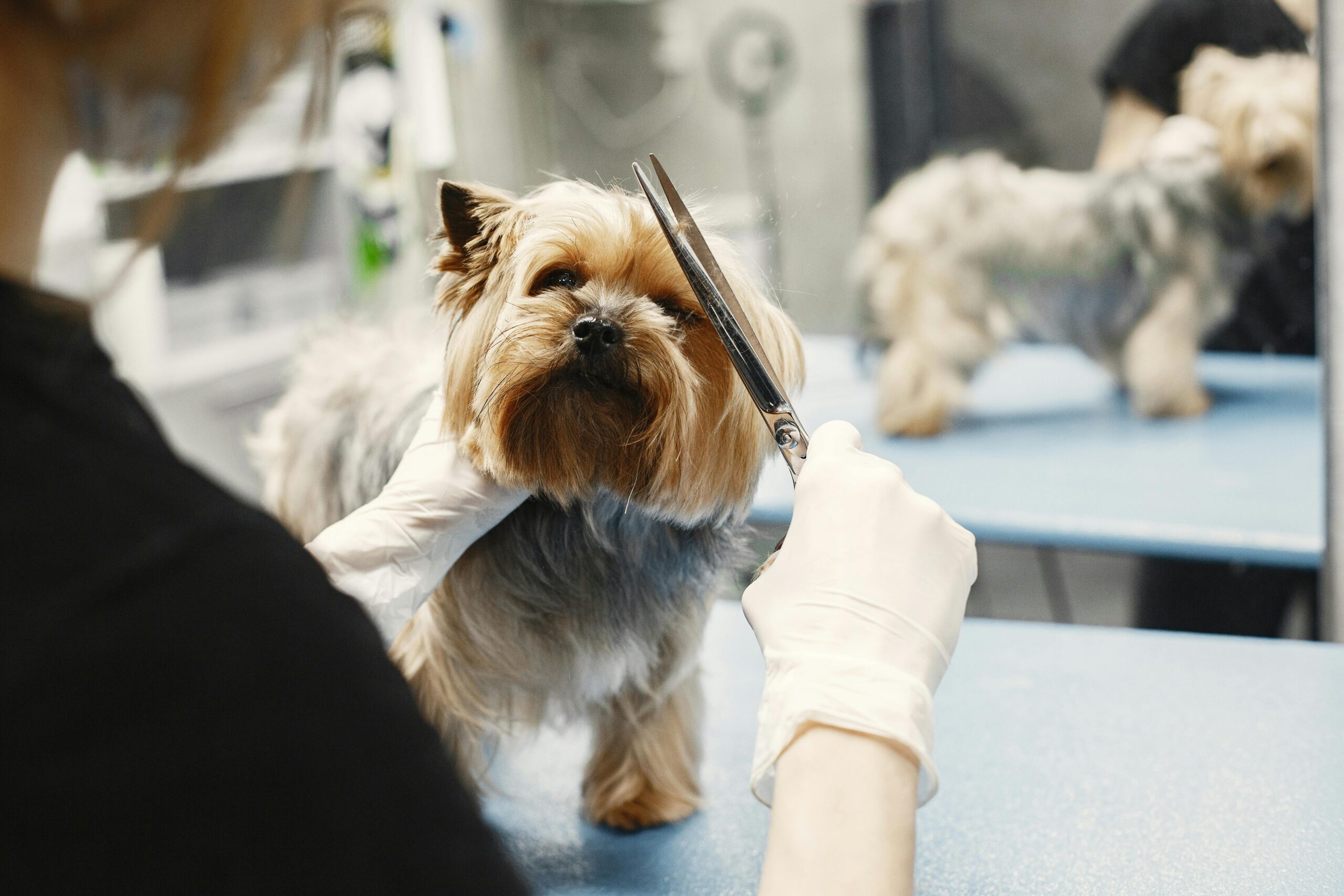 hundefriseur in der nähe